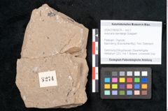 Foto (Objekt + Etikett) von Araucaria sternbergii Goeppert (NHMW-GEO-2024-0188-8274)